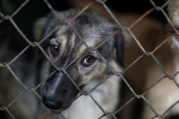 México Ocupa El Tercer Lugar A Nivel Latinoamérica En Maltrato Animal ...